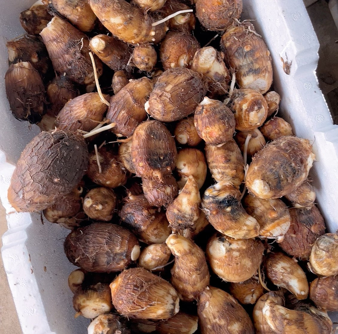 fresh-small-taro-1kg-1