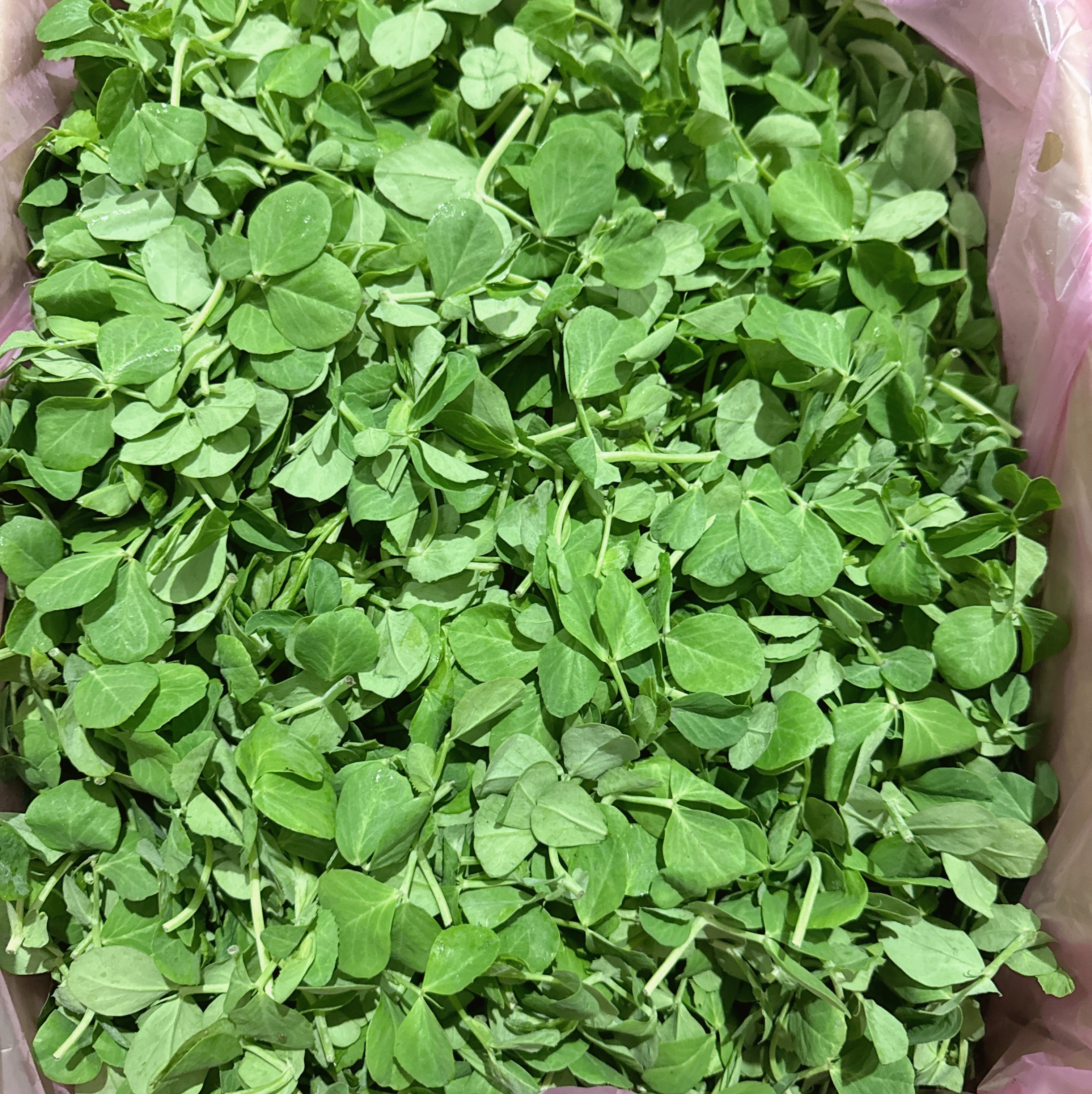 [Fresh]-Pea-Shoots-Approximately-300g-1