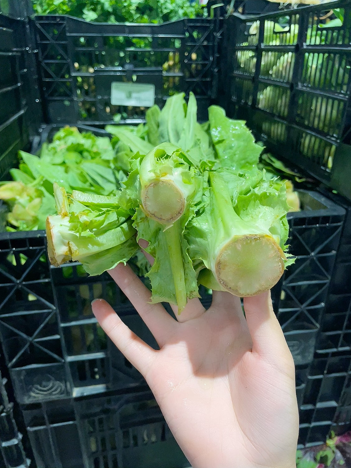 fresh-bunch-of-chinese-lettuce-1