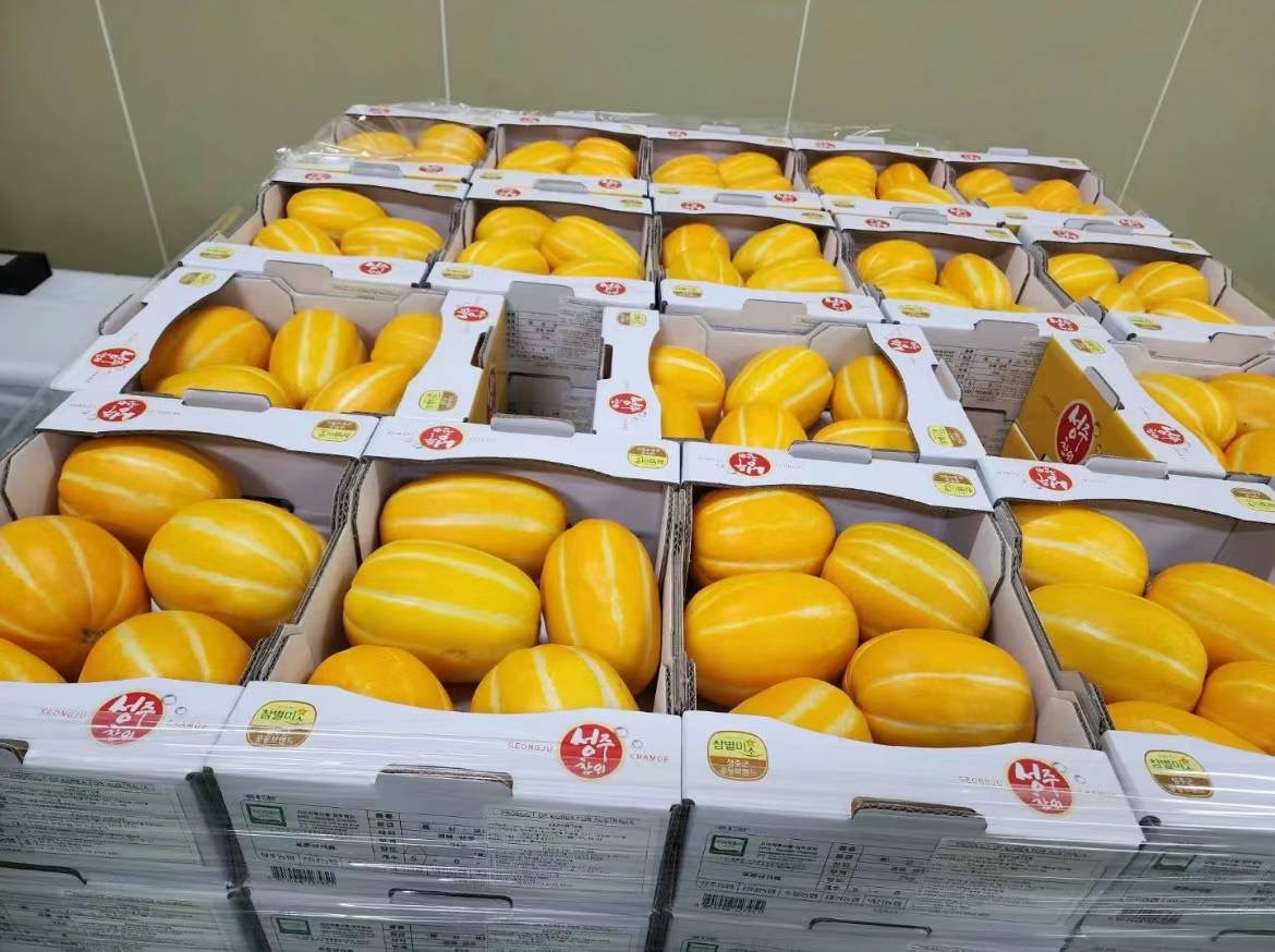 Korean-Sweet-Melons---Box-of-5-6,-Approx.-2kg-1