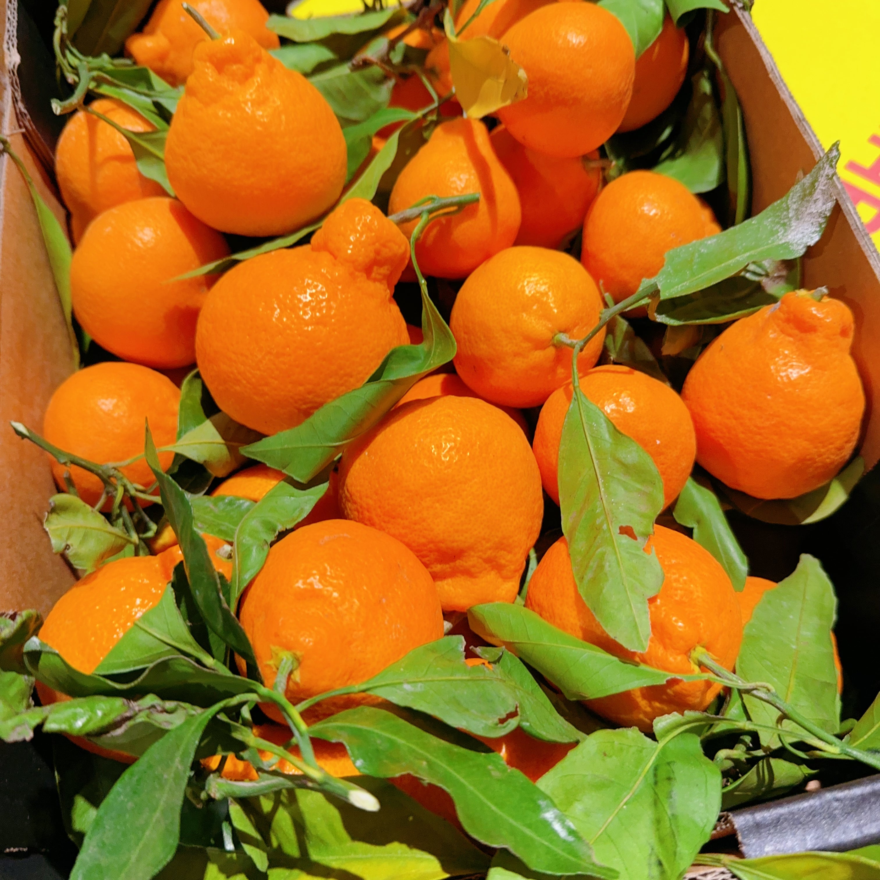 Japanese-OKITSU-Seedless-Juicy-Mandarins---1kg-1