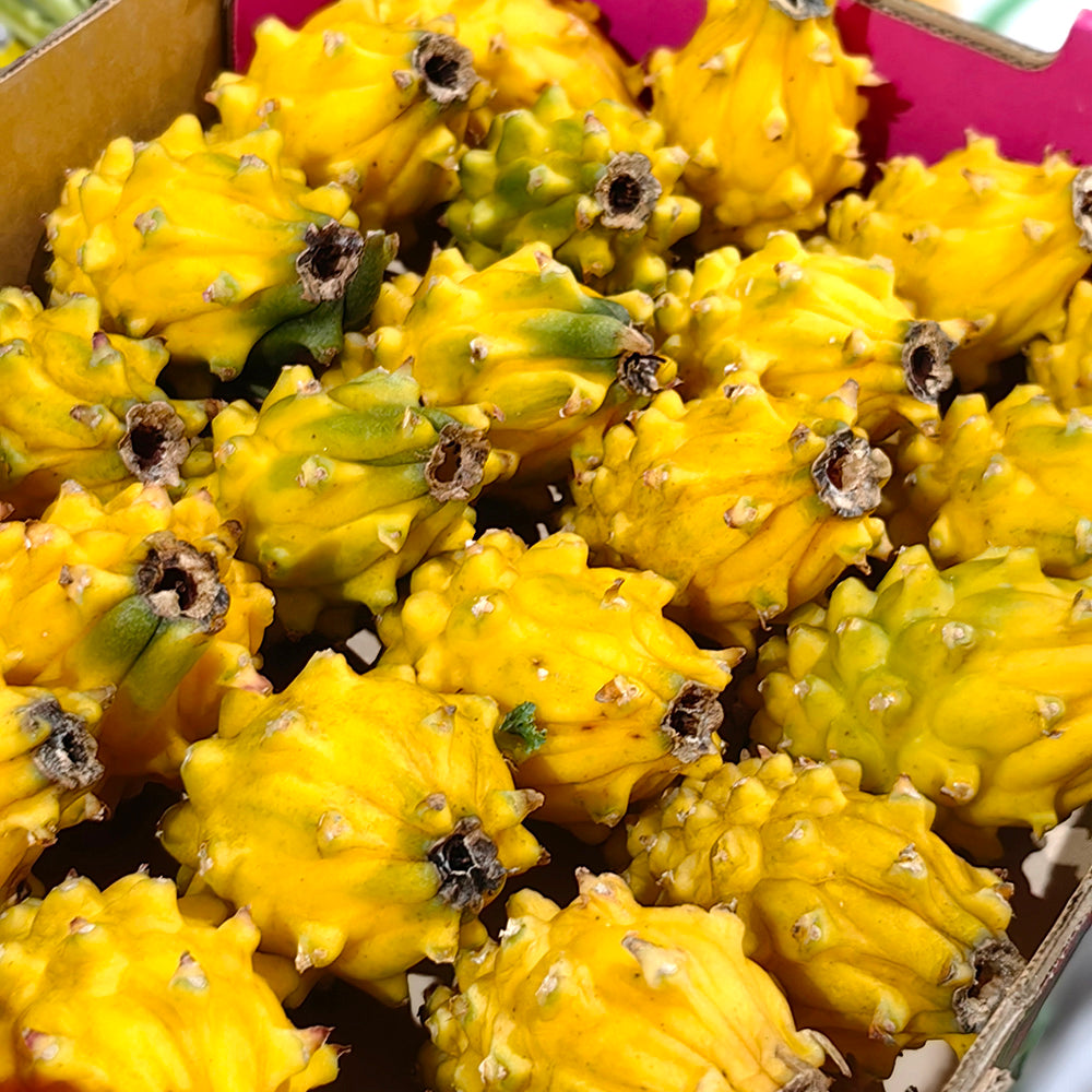 Dragon-Fruit-(Pitaya)---Medium-Size,-2-Pieces-1