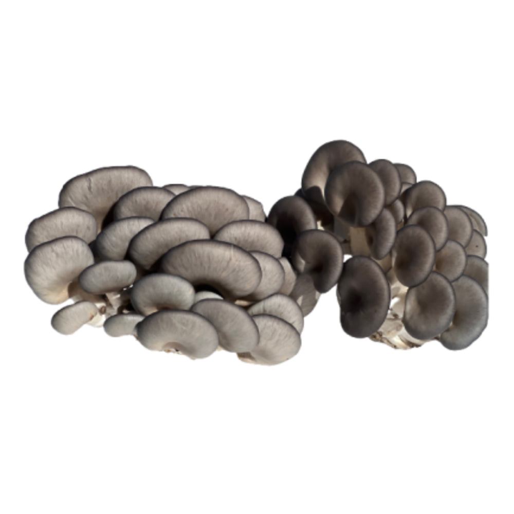 coral-mushrooms-150g-1