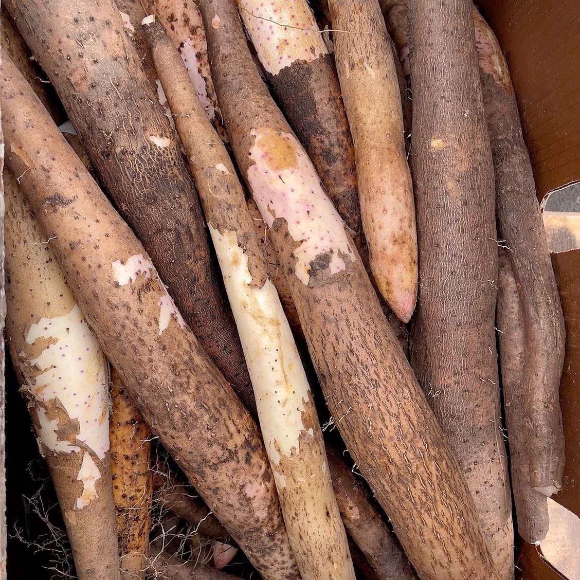 Fresh-Premium-Local-Yam---1kg -1