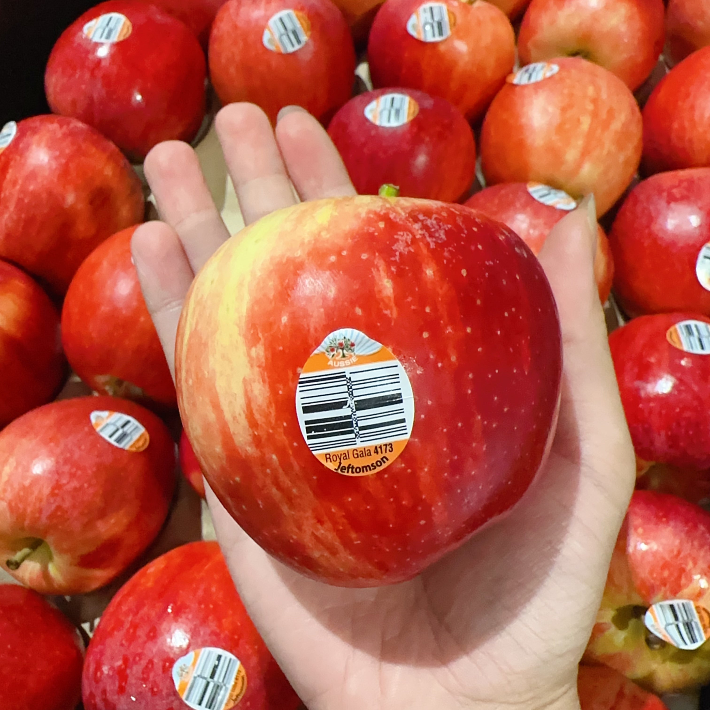 [Fresh]--Royal-Gala-Apples-Approximately-1-1.2kg-1