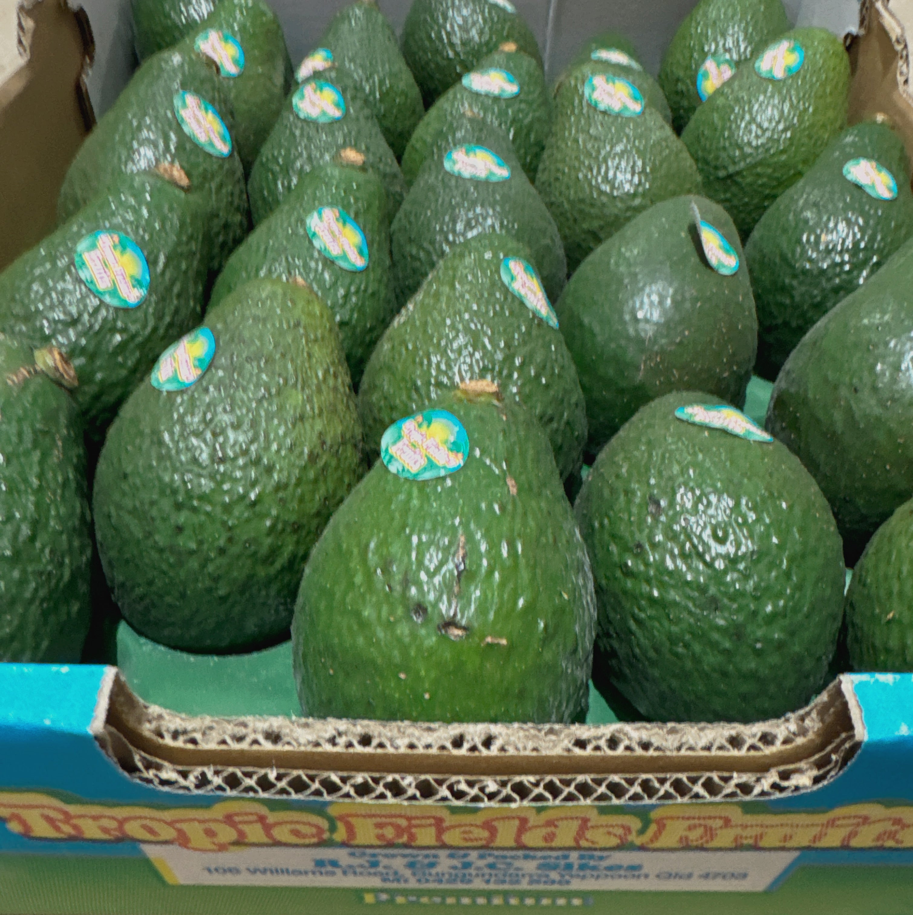 Shepard-Avocados---Box-of-23-25-1