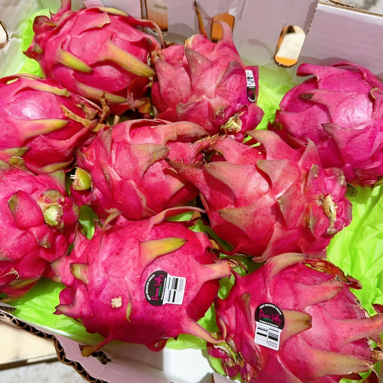 Dragon-Fruit-Red-Each-1