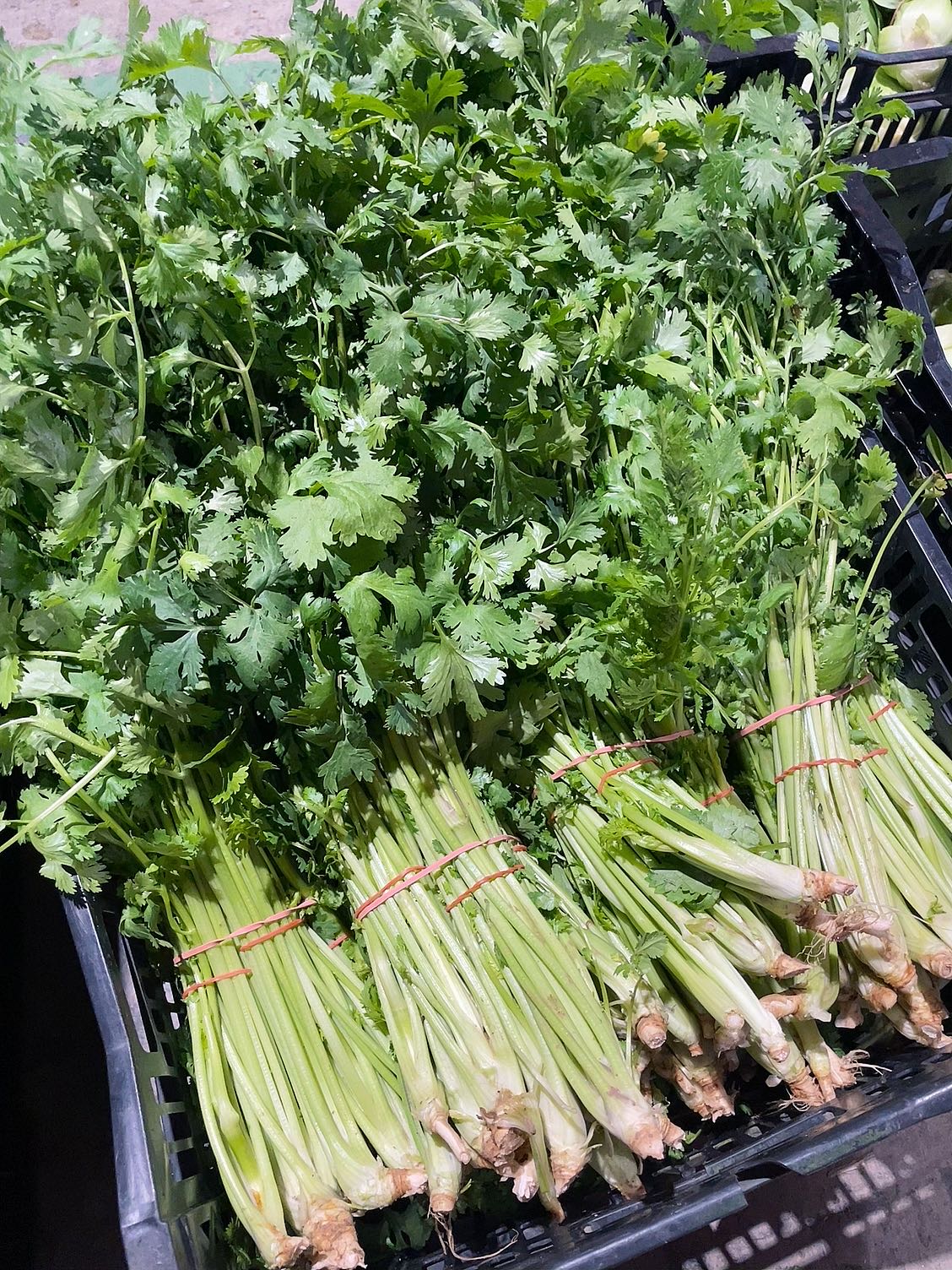 fresh-bunch-of-coriander-1