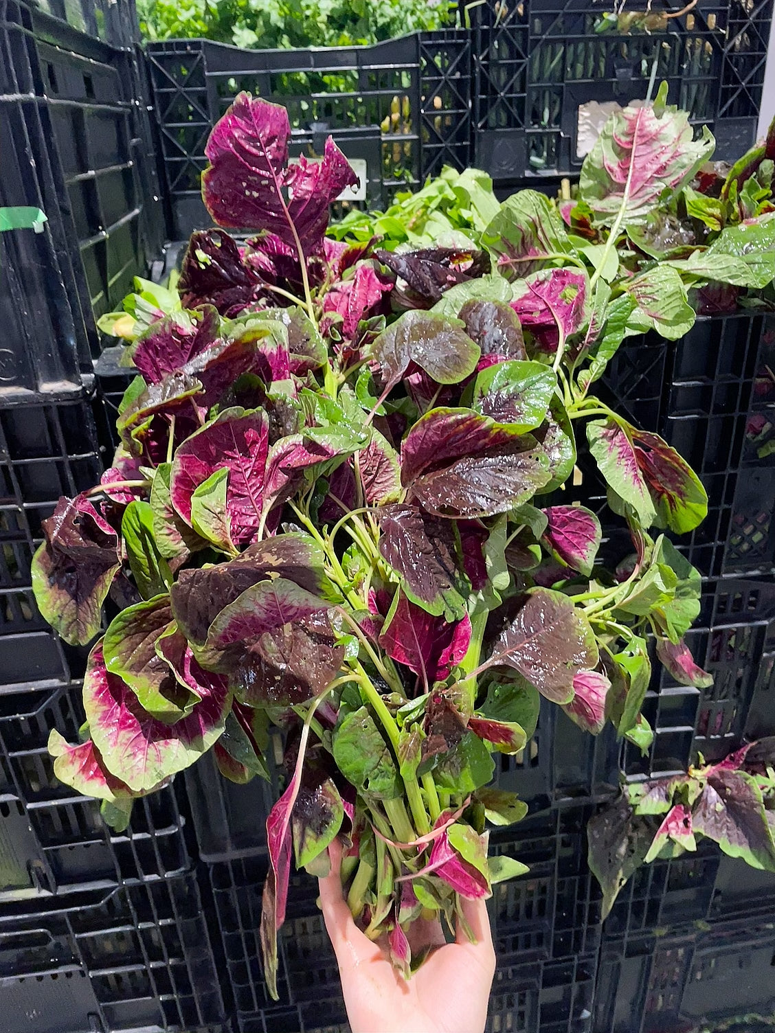 Fresh-Red-Amaranth---1-Bunch-1