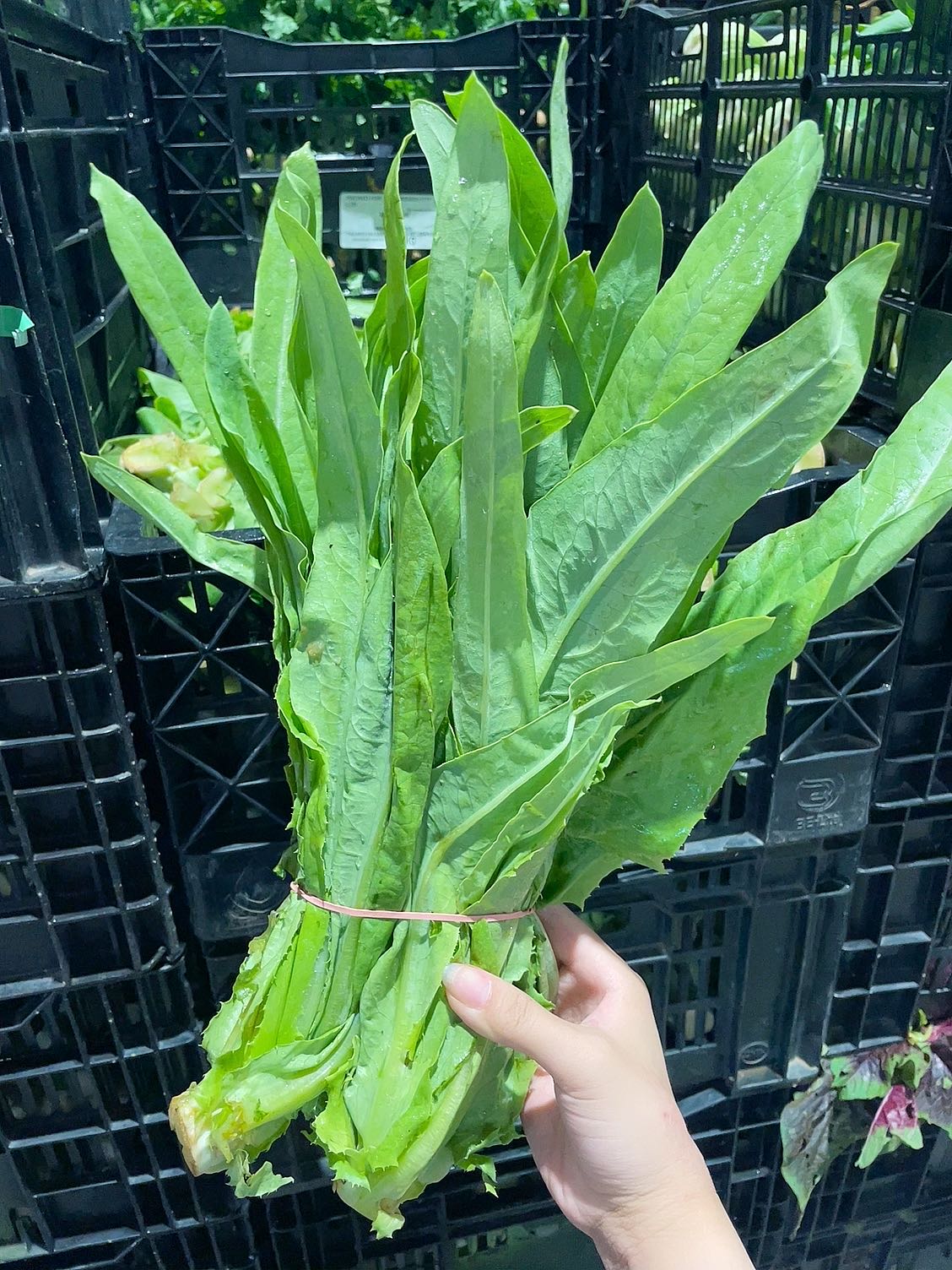 fresh-bunch-of-chinese-lettuce-1