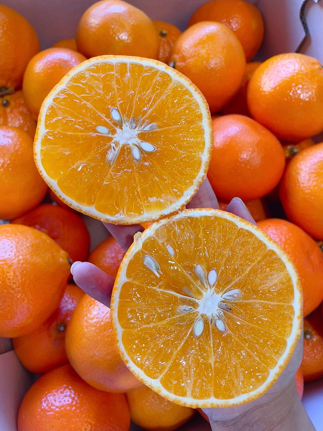 daisy-super-sweet-australian-mandarins-1-2kg-1