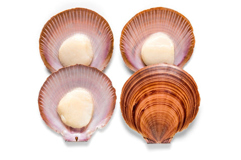Scallops- Dozen Half Shell Fresh Queensland